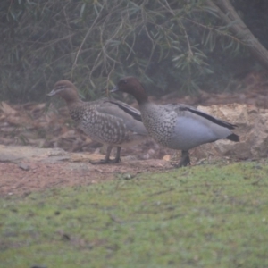 Chenonetta jubata at Wamboin, NSW - 19 Jul 2019 12:23 PM