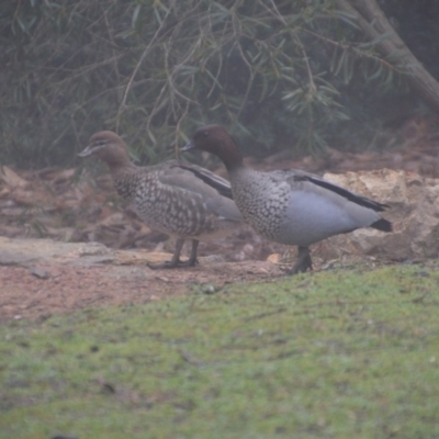 Chenonetta jubata (Australian Wood Duck) at Wamboin, NSW - 19 Jul 2019 by natureguy