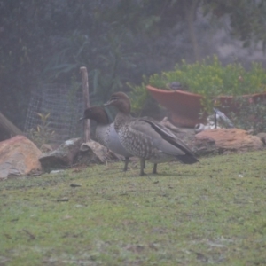 Chenonetta jubata at Wamboin, NSW - 19 Jul 2019 12:23 PM