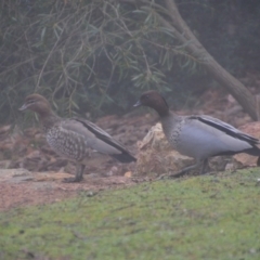 Chenonetta jubata at Wamboin, NSW - 19 Jul 2019 12:23 PM