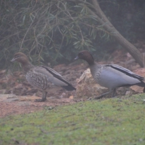 Chenonetta jubata at Wamboin, NSW - 19 Jul 2019 12:23 PM