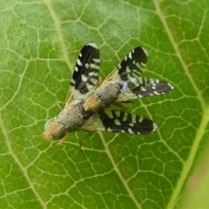 Spathulina acroleuca at Kambah, ACT - 5 Oct 2019 02:10 PM