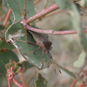 Amorbus sp. (genus) at Coree, ACT - 4 Oct 2019 03:36 PM