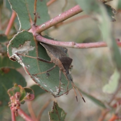 Amorbus sp. (genus) (Eucalyptus Tip bug) at Sherwood Forest - 4 Oct 2019 by CathB