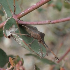 Amorbus sp. (genus) at Coree, ACT - 4 Oct 2019 03:36 PM