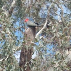 Callocephalon fimbriatum (Gang-gang Cockatoo) at Campbell, ACT - 5 Oct 2019 by Kym