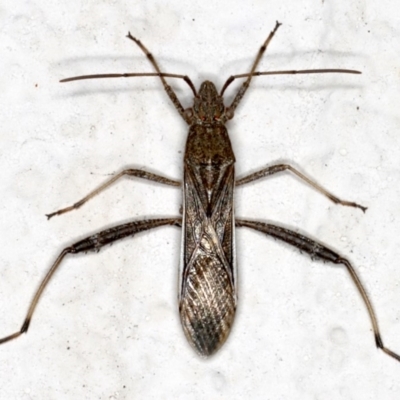 Melanacanthus scutellaris (Small brown bean bug) at Ainslie, ACT - 4 Oct 2019 by jb2602