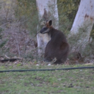Wallabia bicolor at Wamboin, NSW - 21 Jul 2019