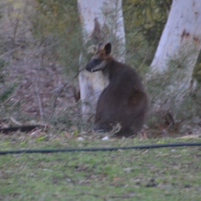 Wallabia bicolor (Swamp Wallaby) at QPRC LGA - 21 Jul 2019 by natureguy