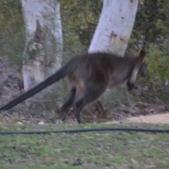 Wallabia bicolor at Wamboin, NSW - 21 Jul 2019 11:23 AM