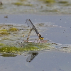Unverified Dragonfly or Damselfly (Odonata) at Monash, ACT - 5 Oct 2019 by Marthijn