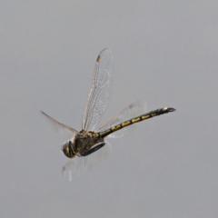 Hemicordulia tau (Tau Emerald) at Monash, ACT - 5 Oct 2019 by Marthijn