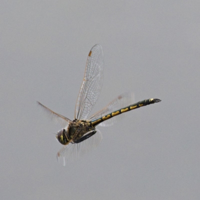 Hemicordulia tau (Tau Emerald) at Tuggeranong Creek to Monash Grassland - 5 Oct 2019 by Marthijn