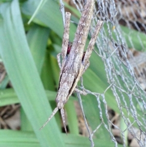 Coryphistes ruricola at Aranda, ACT - 5 Oct 2019