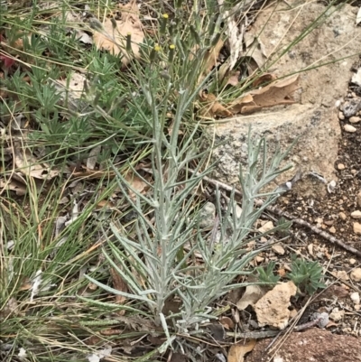 Senecio quadridentatus (Cotton Fireweed) at Griffith Woodland - 5 Oct 2019 by ianandlibby1