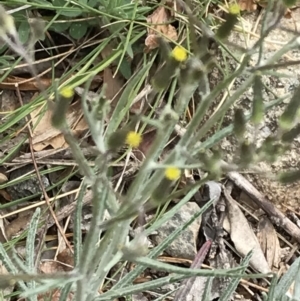 Senecio quadridentatus at Griffith, ACT - 5 Oct 2019 05:04 PM