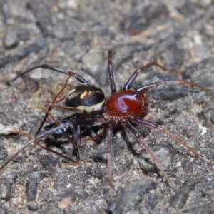 Habronestes bradleyi at Acton, ACT - 26 Sep 2019