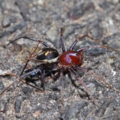 Habronestes bradleyi (Bradley's Ant-Eating Spider) at Acton, ACT - 26 Sep 2019 by TimL
