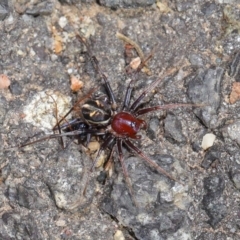 Habronestes bradleyi at Acton, ACT - 26 Sep 2019 11:05 AM