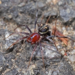 Habronestes bradleyi at Acton, ACT - 26 Sep 2019