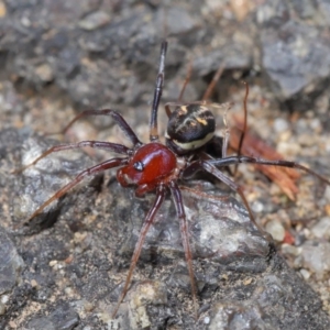 Habronestes bradleyi at Acton, ACT - 26 Sep 2019