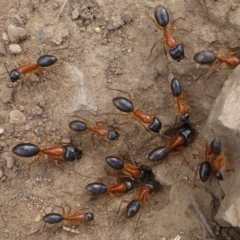 Camponotus nigriceps (Black-headed sugar ant) at Hackett, ACT - 5 Oct 2019 by RWPurdie