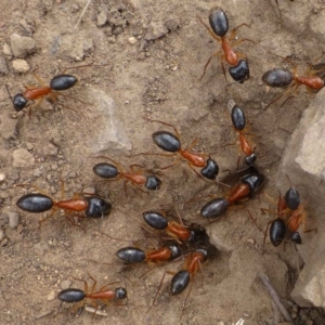 Camponotus nigriceps at Hackett, ACT - 5 Oct 2019 12:00 AM