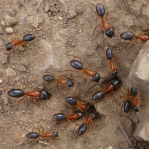 Camponotus nigriceps at Hackett, ACT - 5 Oct 2019