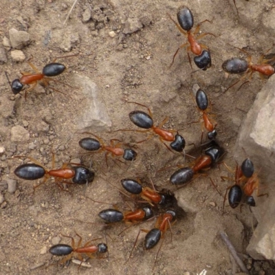 Camponotus nigriceps (Black-headed sugar ant) at Hackett, ACT - 4 Oct 2019 by RWPurdie
