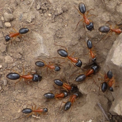 Camponotus nigriceps (Black-headed sugar ant) at Hackett, ACT - 5 Oct 2019 by RWPurdie