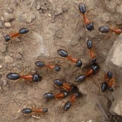 Camponotus nigriceps (Black-headed sugar ant) at Black Mountain - 4 Oct 2019 by RWPurdie