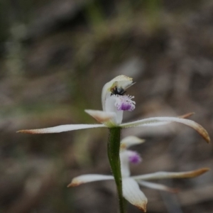 Caladenia ustulata at Hackett, ACT - 5 Oct 2019