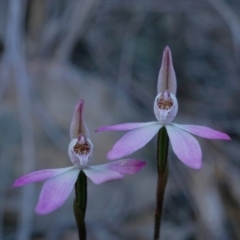 Caladenia fuscata (Dusky Fingers) at Acton, ACT - 5 Oct 2019 by shoko