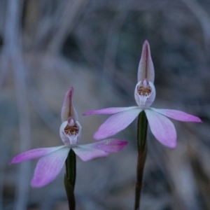 Caladenia fuscata at Acton, ACT - suppressed