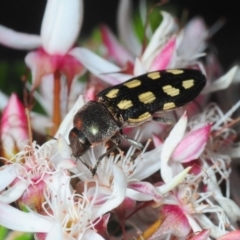 Castiarina parallela (A Jewel Beetle) at Boorowa, NSW - 3 Oct 2019 by Harrisi