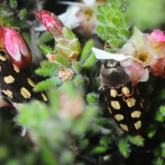 Castiarina parallela at Boorowa, NSW - 3 Oct 2019 05:51 PM