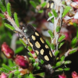 Castiarina parallela at Boorowa, NSW - 3 Oct 2019 05:51 PM