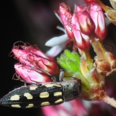 Castiarina parallela at Boorowa, NSW - 3 Oct 2019 05:51 PM