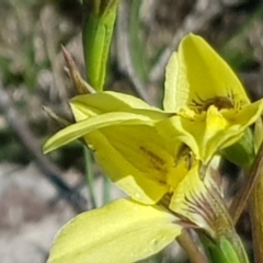 Diuris chryseopsis (Golden Moth) at Amaroo, ACT - 2 Oct 2019 by Jiggy