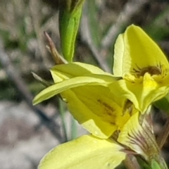 Diuris chryseopsis at Amaroo, ACT - suppressed