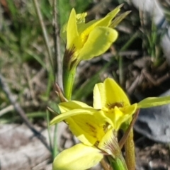 Diuris chryseopsis at Amaroo, ACT - suppressed