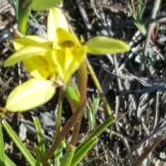 Diuris chryseopsis at Amaroo, ACT - suppressed