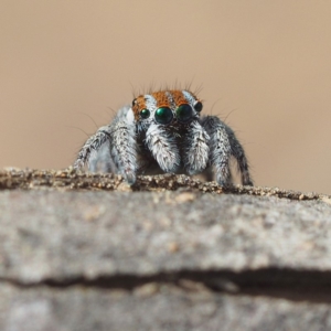 Maratus calcitrans at Point 5805 - suppressed