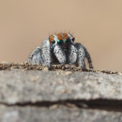 Maratus calcitrans (Kicking peacock spider) at Point 5805 - 5 Oct 2019 by David