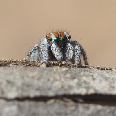 Maratus calcitrans (Kicking peacock spider) at Hackett, ACT - 5 Oct 2019 by David