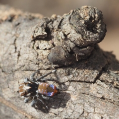 Maratus calcitrans at Point 5805 - suppressed