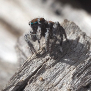 Maratus calcitrans at Point 5805 - 5 Oct 2019