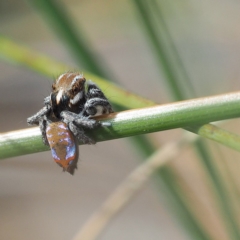 Maratus calcitrans at Point 5805 - suppressed