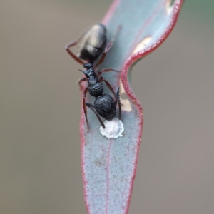 Dolichoderus scabridus at Hackett, ACT - 5 Oct 2019