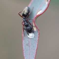 Dolichoderus scabridus (Dolly ant) at Hackett, ACT - 5 Oct 2019 by David